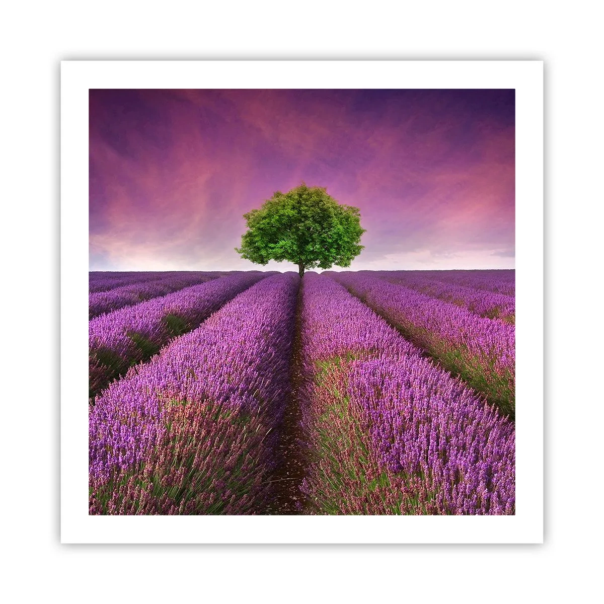 Affiche - Poster - Dans un champs de lavande - 60x60 cm