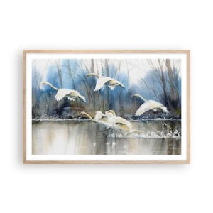 Affiche dans un chêne clair - Poster - Comme dans un conte de fées sur les cygnes sauvages - 91x61 cm