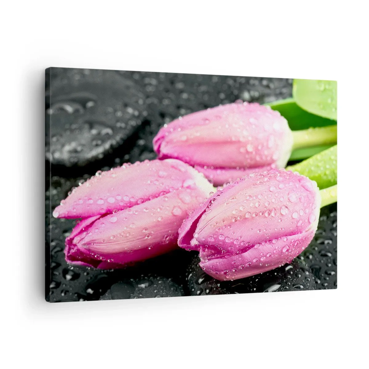 Impression sur toile - Image sur toile - Trois tulipes roses avec des gouttes d'eau sur fond noir - 70x50cm - Lilas trois sur une pierre noire - Décoration murale moderne pour le salon et la chambre ARTTOR