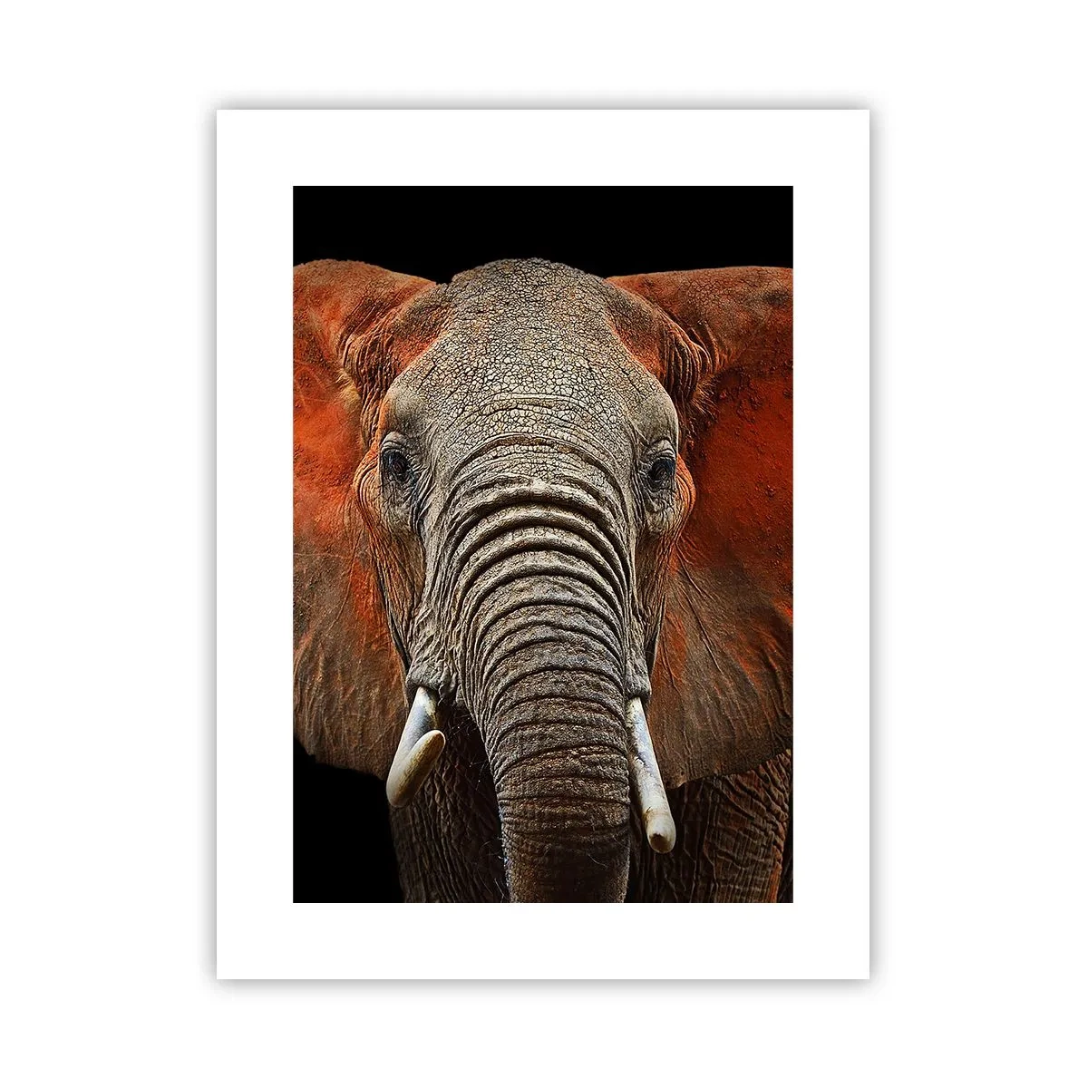 Affiche - Poster - Je suis sauvage, et toi? - 30x40 cm