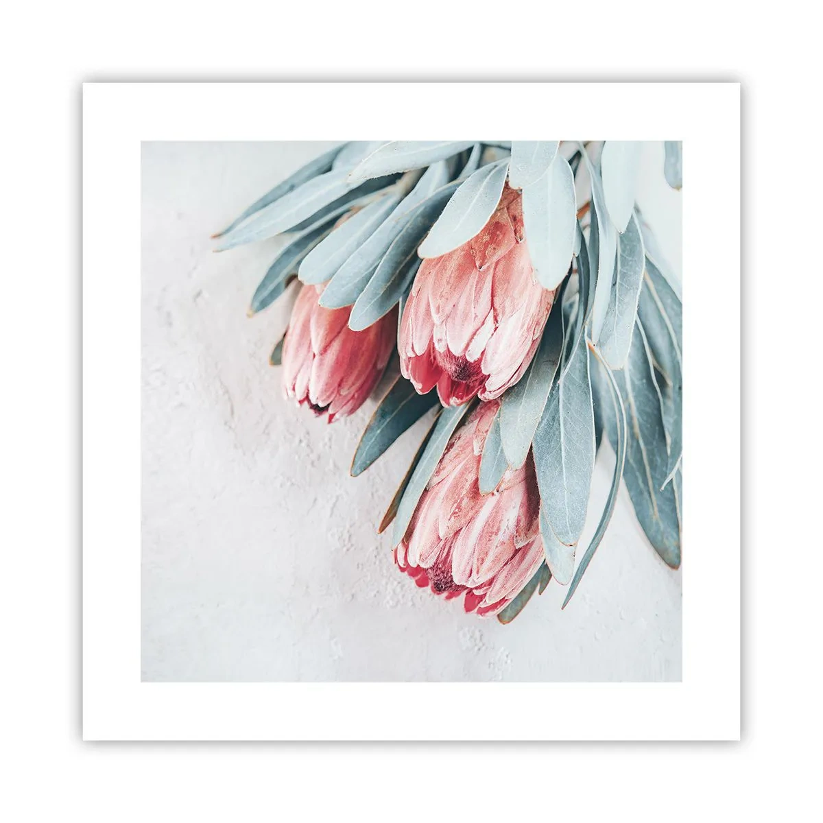 Affiche - Poster - Honte de leur propre beauté - 40x40 cm