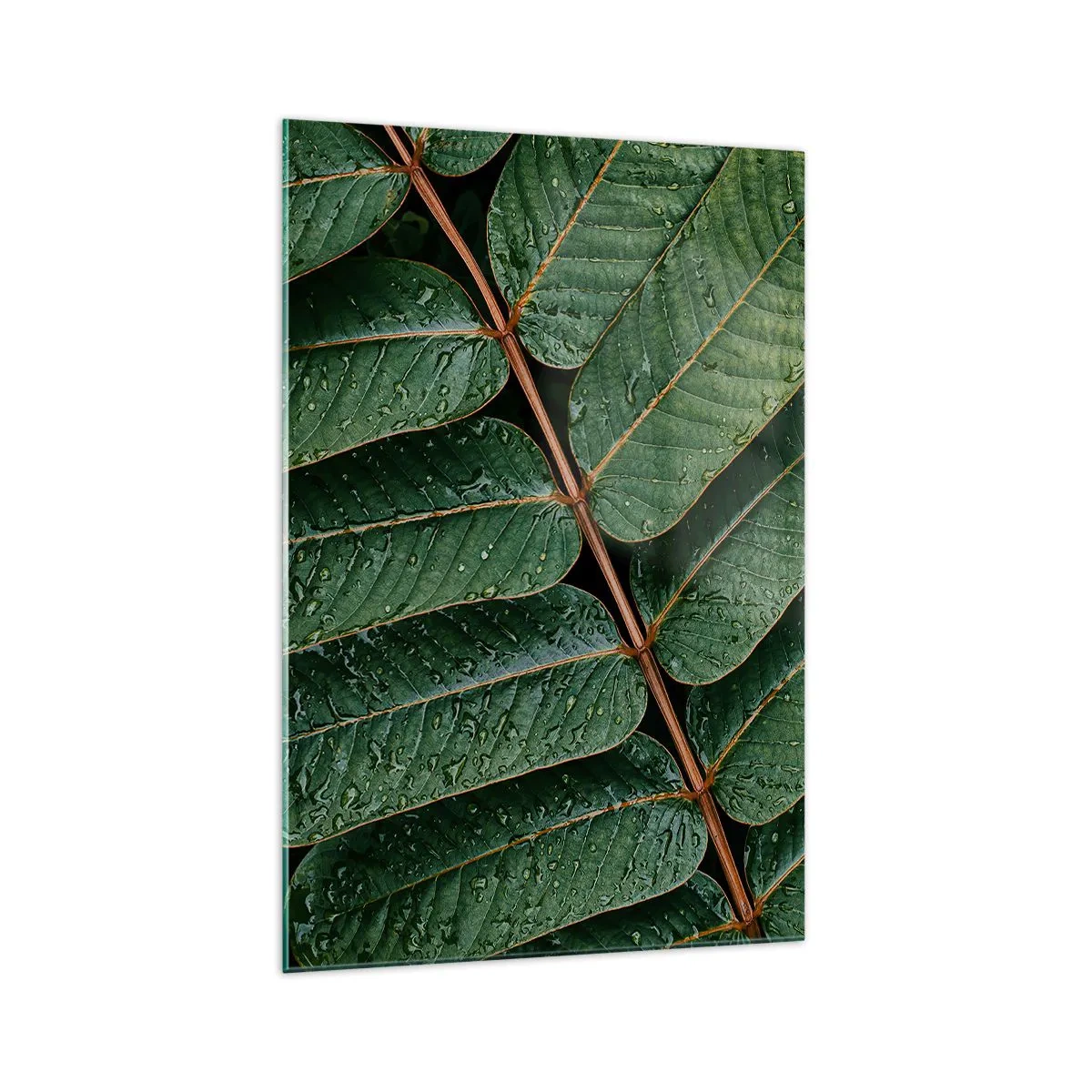Impression sur verre - Image sur verre - Macro shot de feuilles vertes avec des gouttes de rosée - 70x100cm - Au rythme de la verdure - Décoration murale moderne pour le salon et la chambre ARTTOR