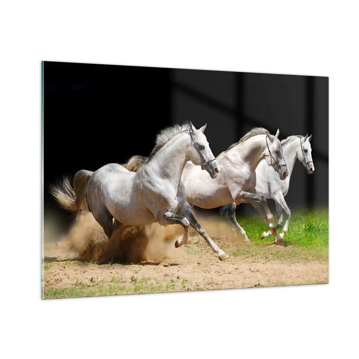 Impression sur verre - Image sur verre - Trois chevaux blancs galopant sur le sol sablonneux - 100x70cm - Trois Grâces - Décoration murale moderne pour le salon et la chambre ARTTOR