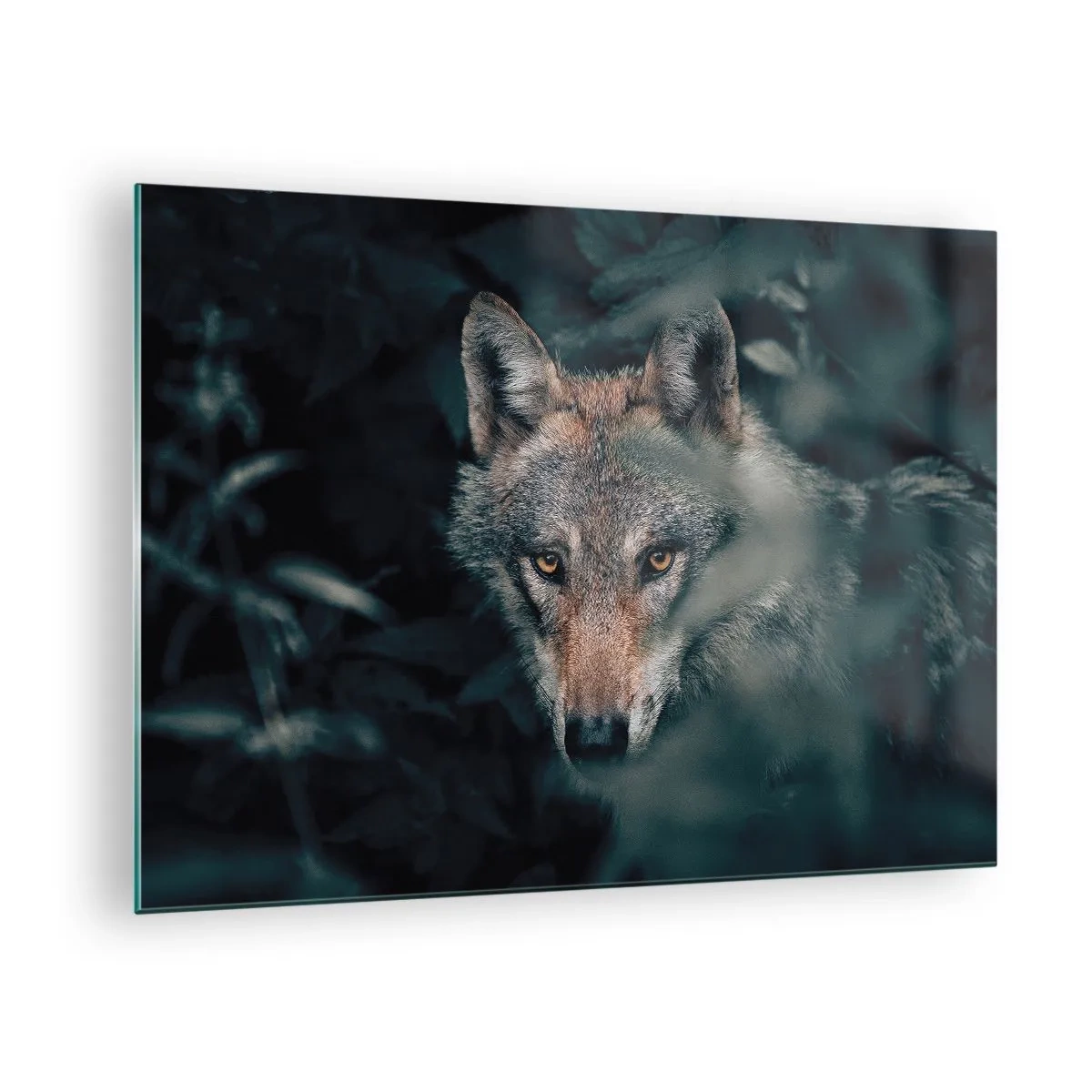 Impression sur verre - Image sur verre - Un loup observant avec vigilance depuis sa cachette dans le fourré de la forêt - 70x50cm - Chasseur - Décoration murale moderne pour le salon et la chambre ARTTOR