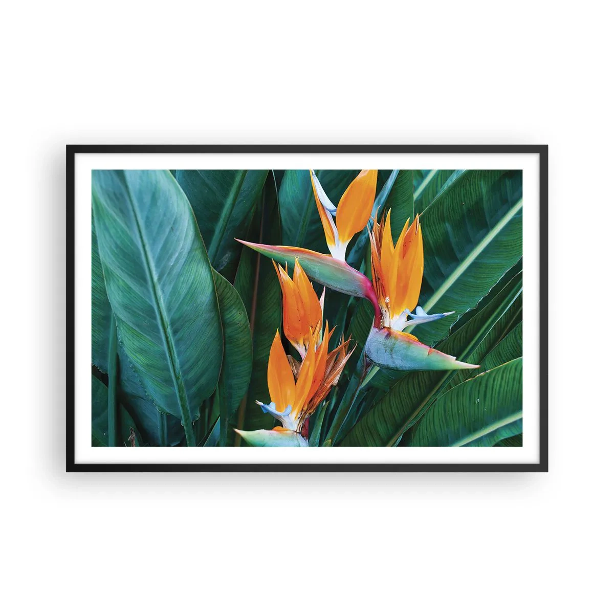 Affiche dans un cadre noir - Poster - Est-ce une fleur, est-ce un oiseaux? - 91x61 cm