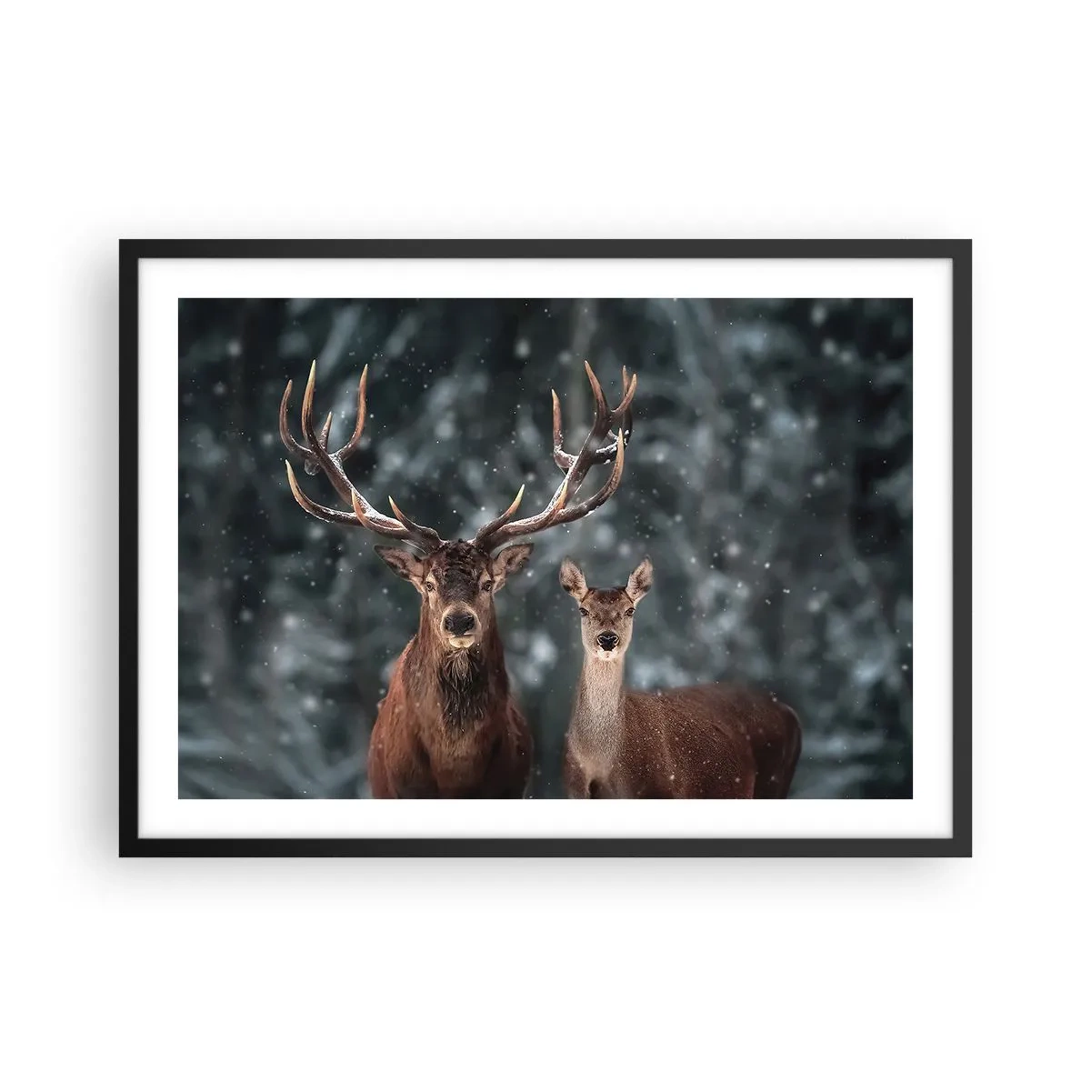Affiche dans un cadre noir - Poster - Cerf dans une forêt d'hiver enneigée - 70x50cm - Le roi de la forêt avec sa femme - Décoration murale moderne pour le salon et la chambre ARTTOR