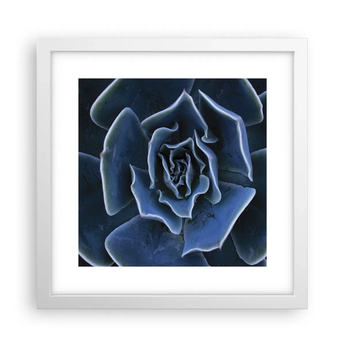 Affiche dans un cadre blanc - Poster - Fleur du désert - 30x30 cm