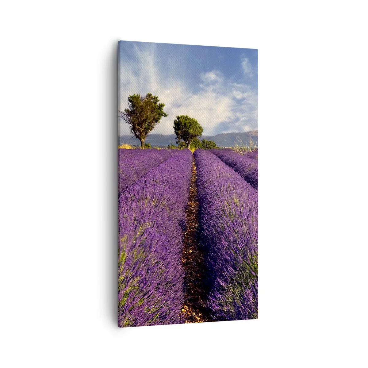 Impression sur toile - Image sur toile - Champs de lavande - 55x100 cm