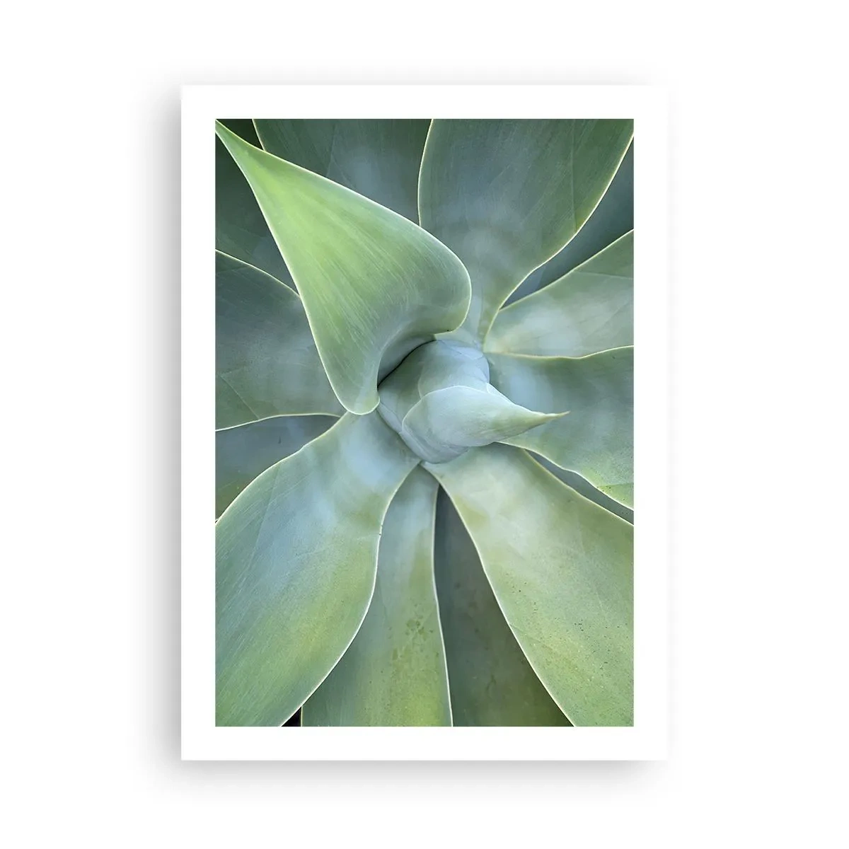 Affiche - Poster - Gros plan de feuilles succulentes symétriques - 50x70cm - La naissance de la verdure - Décoration murale moderne pour le salon et la chambre ARTTOR