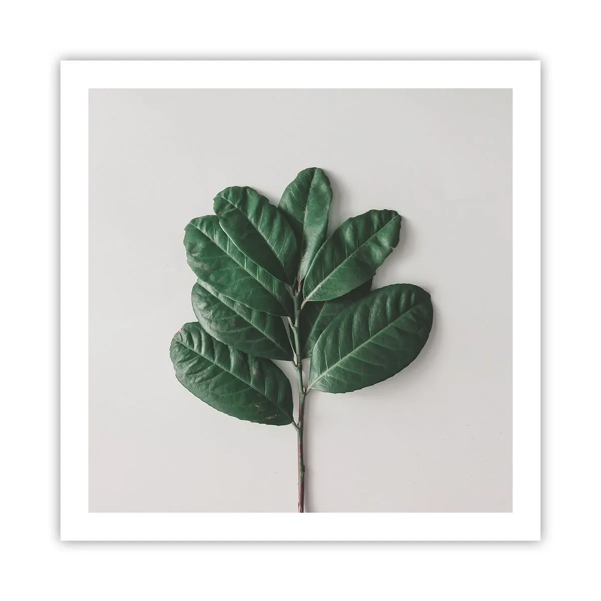 Affiche - Poster - Dessin de la nature elle-même - 60x60 cm