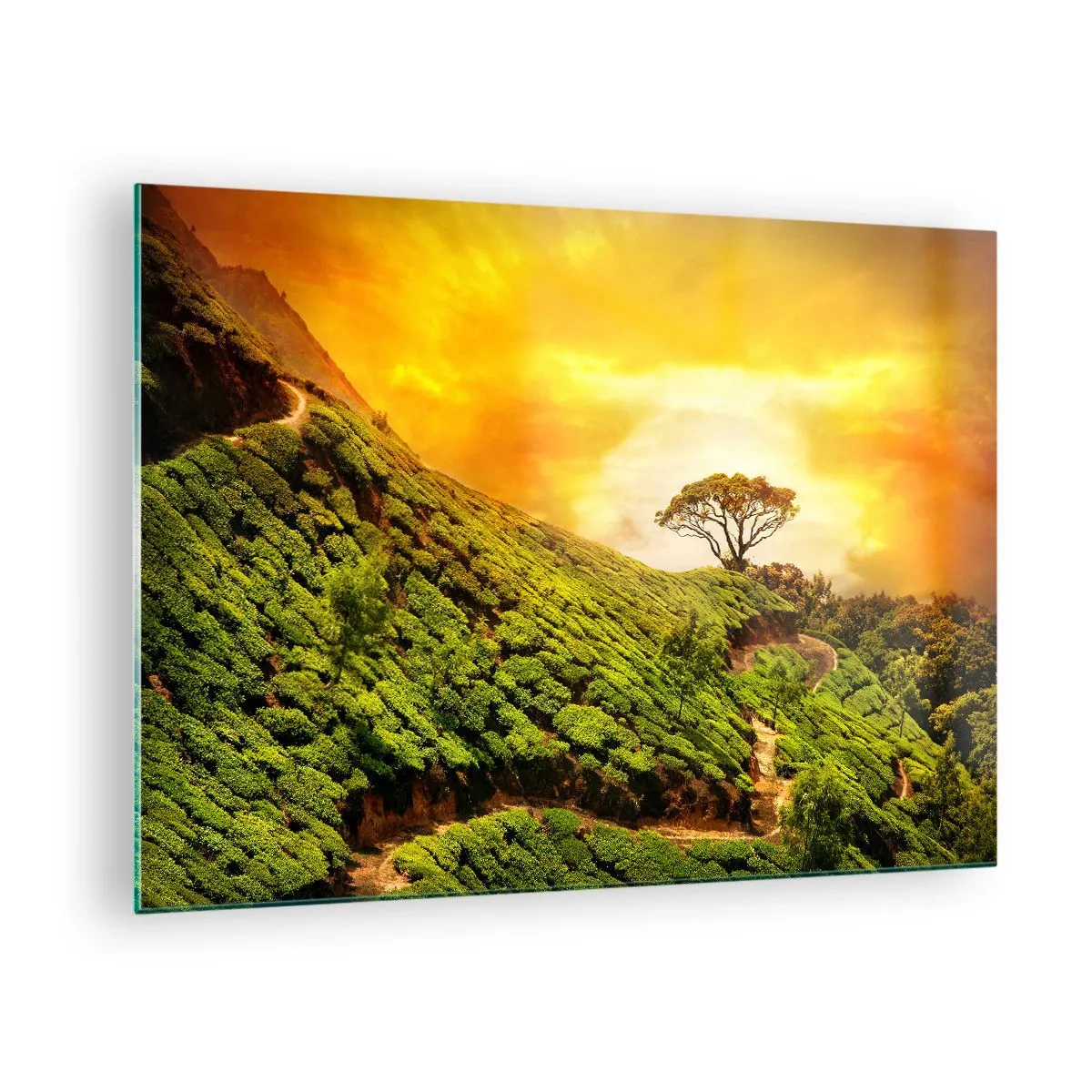 Impression sur verre - Image sur verre - Collines verdoyantes avec un arbre solitaire au coucher du soleil - 70x50cm - Un chemin sinueux, une pente verte - Décoration murale moderne pour le salon et la chambre ARTTOR