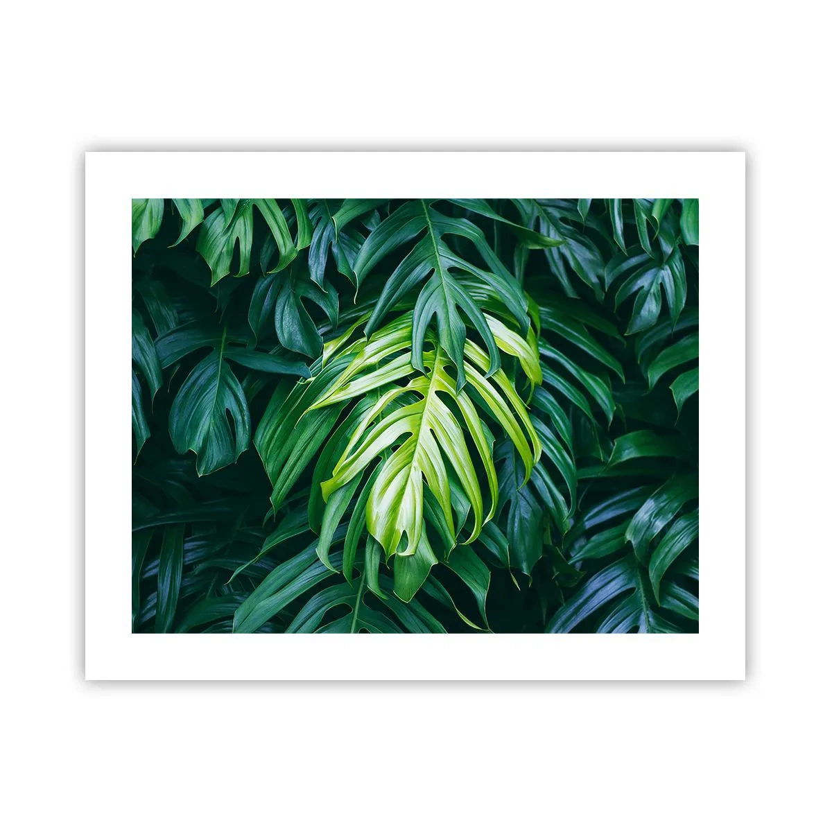 Affiche - Poster - Immergez-vous dans la fraîcheur - 50x40 cm