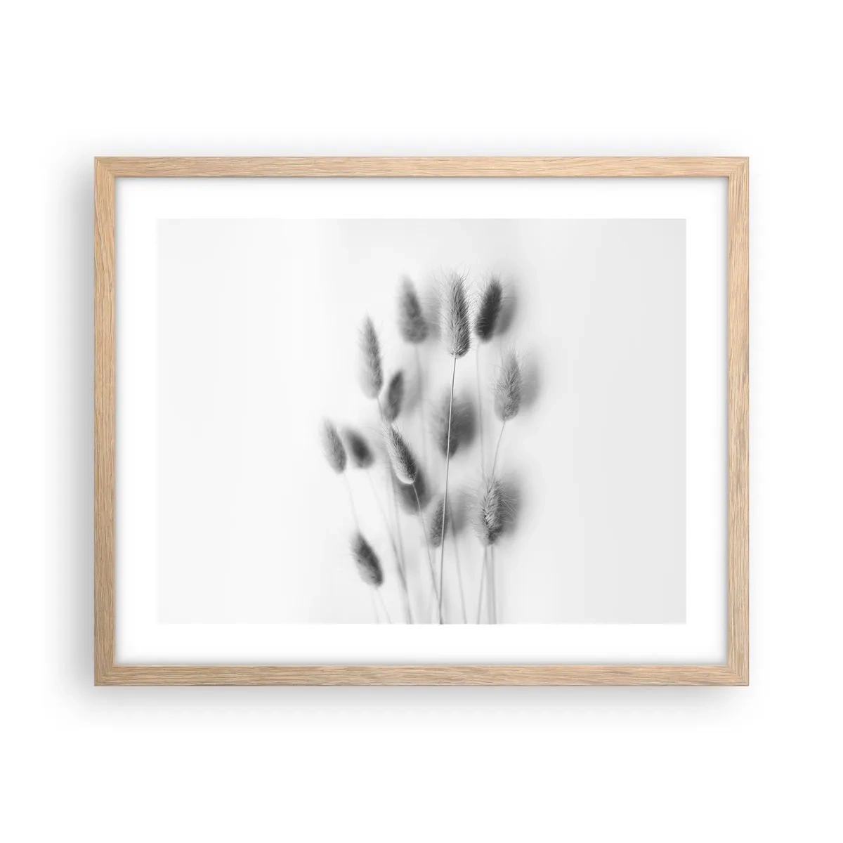 Affiche dans un chêne clair - Poster - Son herbe duveteuse - 50x40 cm