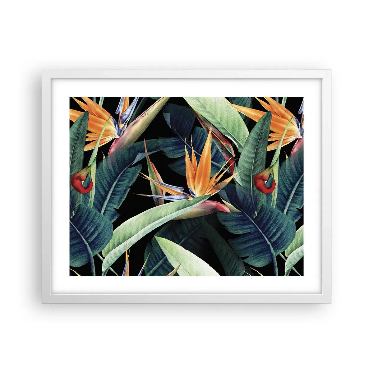 Affiche dans un cadre blanc - Poster - Fleurs flamboyantes des tropiques - 50x40 cm