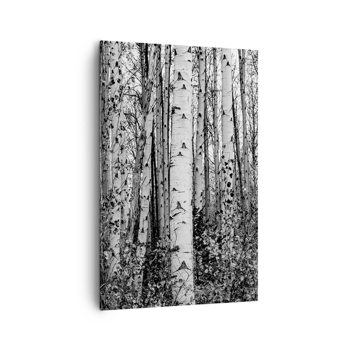 Impression sur toile - Image sur toile - Bouleaux noirs et blancs dans la forêt - 80x120cm - Enchevêtrement de bouleau - Décoration murale moderne pour le salon et la chambre ARTTOR