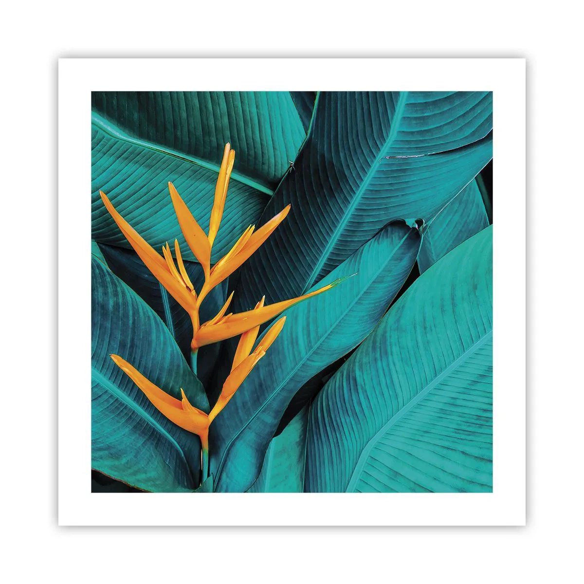 Affiche - Poster - Fleur d'Eden - 50x50 cm