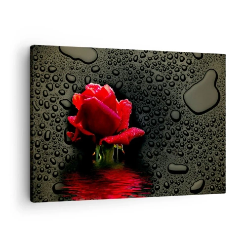Impression sur toile - Image sur toile - Rose rouge avec des gouttes d'eau sur un fond sombre - 70x50cm - Rouge et noir - Décoration murale moderne pour le salon et la chambre ARTTOR