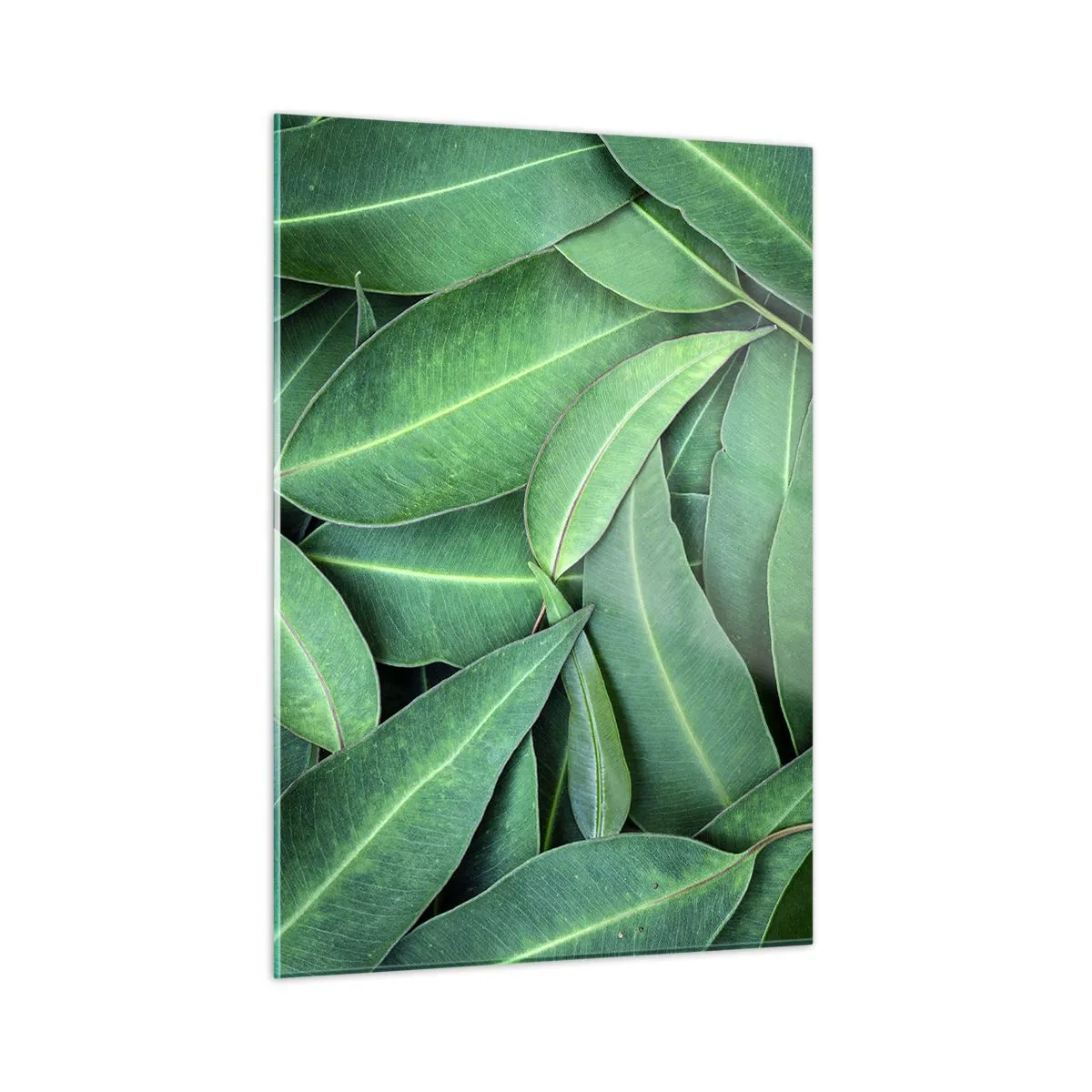 Impression sur verre - Image sur verre - Gros plan de feuilles vertes disposées en couches - 50x70cm - Juteux et frais - Décoration murale moderne pour le salon et la chambre ARTTOR