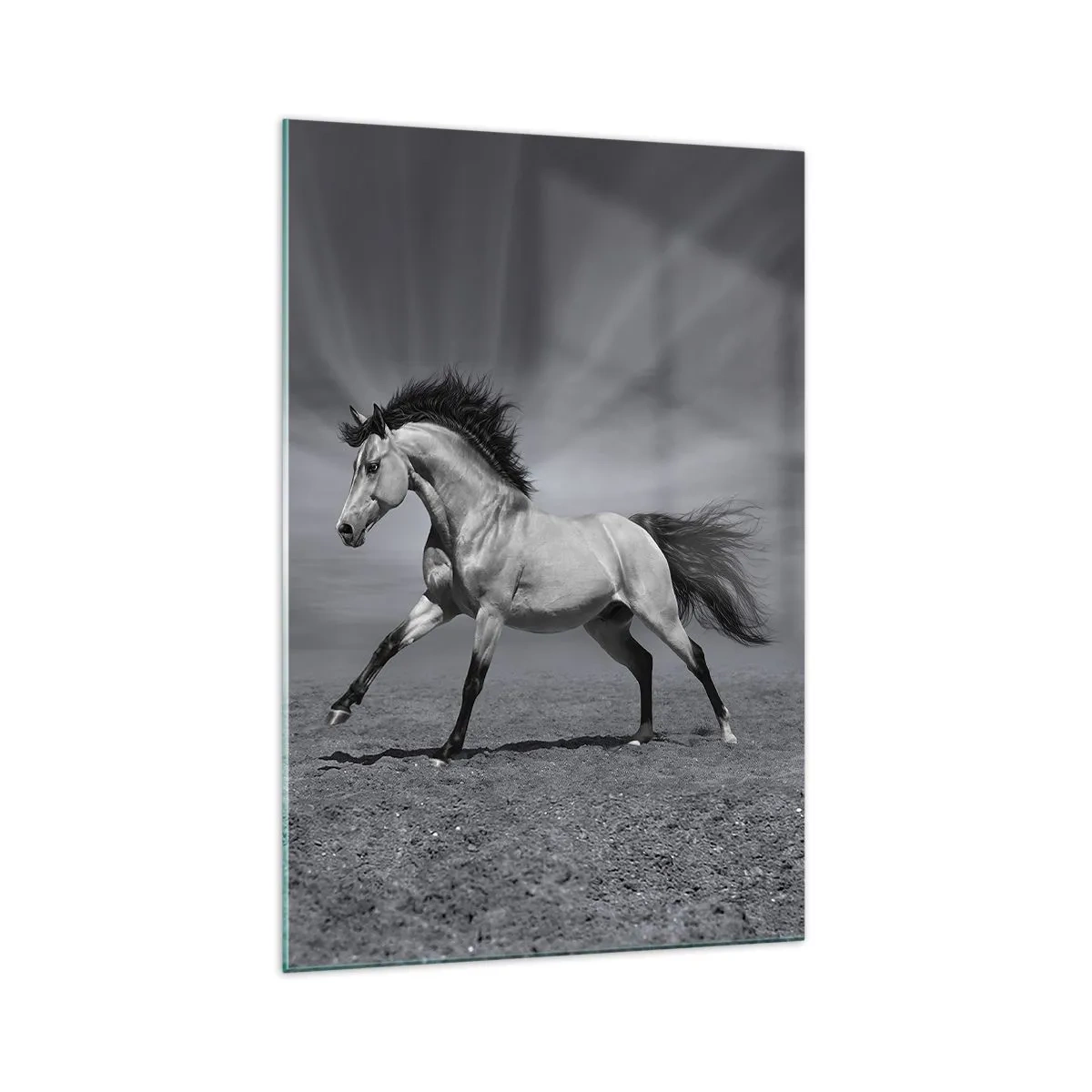 Impression sur verre - Image sur verre - Un cheval noir et blanc dans une pose dynamique dans le désert. - 70x100cm - Né pour séduire - Décoration murale moderne pour le salon et la chambre ARTTOR