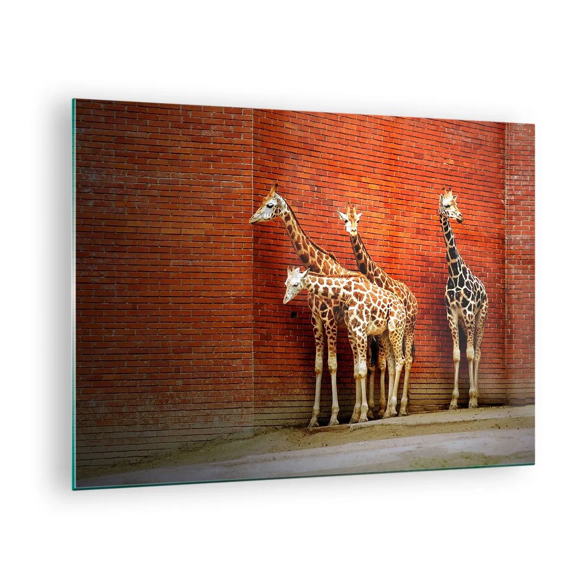 Impression sur verre - Image sur verre - Girafes contre un mur de briques - 70x50cm - Voyez-vous des acacias ? - Décoration murale moderne pour le salon et la chambre ARTTOR
