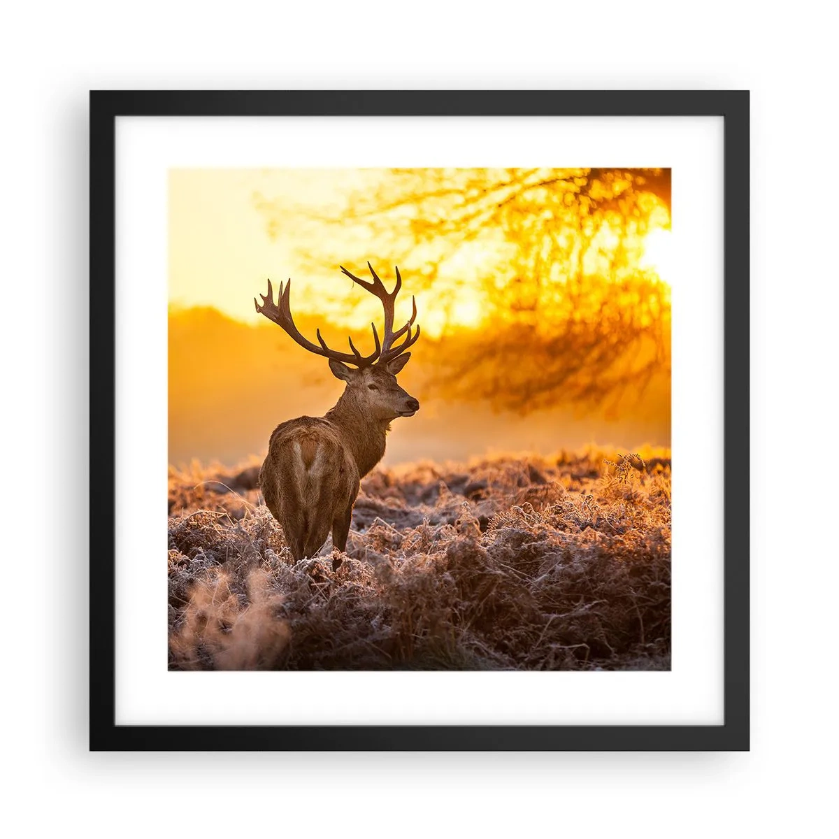 Affiche dans un cadre noir - Poster - Roi de la forêt automnal - 40x40 cm