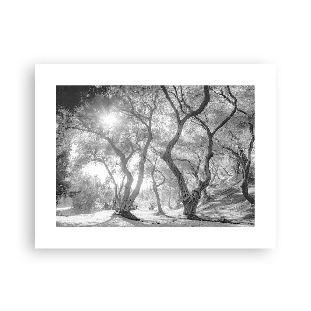 Affiche - Poster - Dans l'oliveraie - 40x30 cm