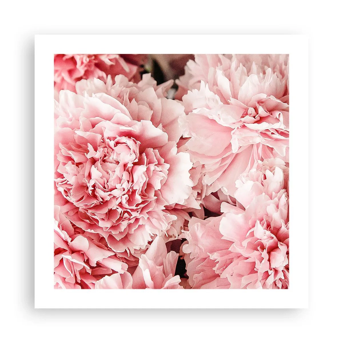Affiche - Poster - Rêve rose - 50x50 cm