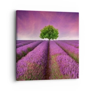 Impression sur toile - Image sur toile - Dans un champs de lavande - 40x40 cm