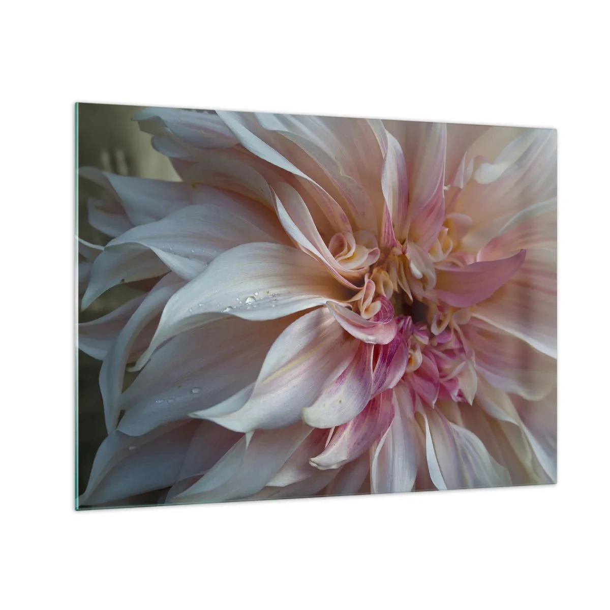 Impression sur verre - Image sur verre - Gros plan d'une fleur rose et crème avec des gouttes d'eau - 70x50cm - Fraîcheur fleurissante - Décoration murale moderne pour le salon et la chambre ARTTOR