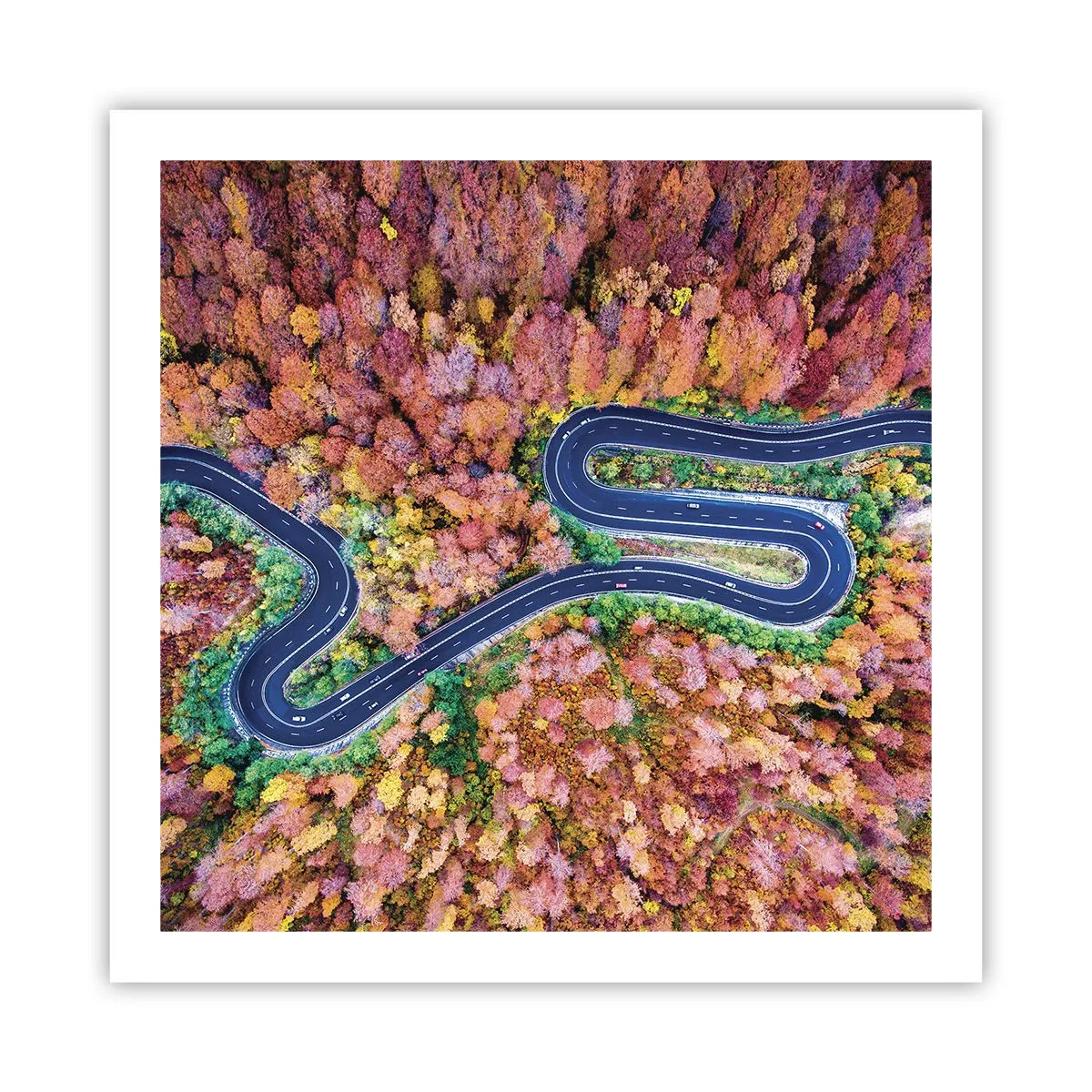 Affiche - Poster - Route sinueuse à travers la forêt - 60x60 cm