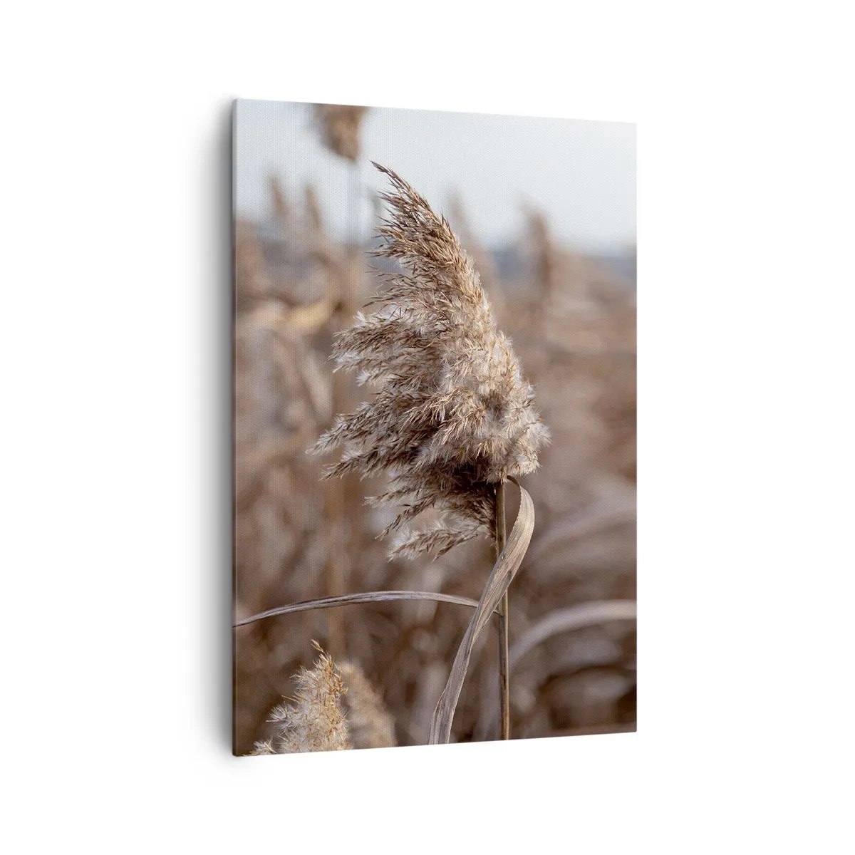 Impression sur toile - Image sur toile - Graminées délicates dans des tons beiges sur fond de nature - 70x100cm - Il est temps de s'envoler avec le vent - Décoration murale moderne pour le salon et la chambre ARTTOR