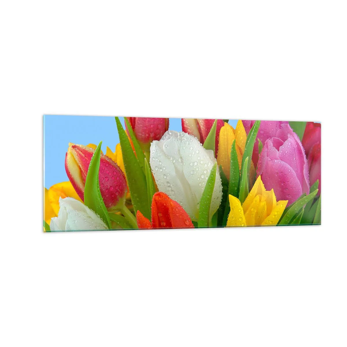Impression sur verre - Image sur verre - Tulipes colorées couvertes de gouttes de rosée sur fond bleu - 140x50cm - Un arc-en-ciel fleuri en gouttes de rosée - Décoration murale moderne pour le salon et la chambre ARTTOR