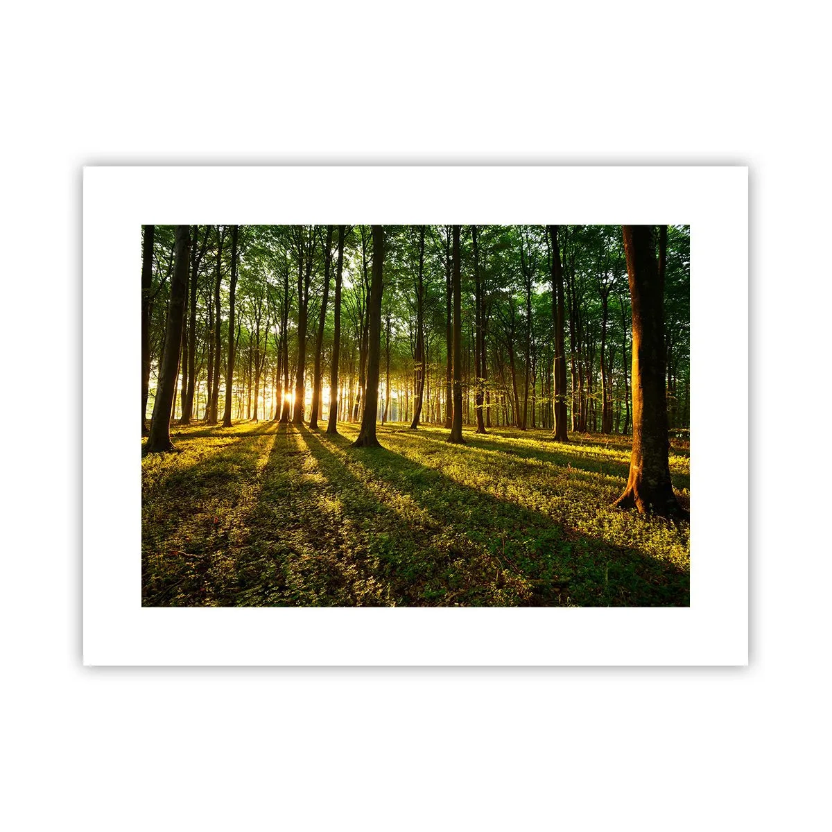 Affiche - Poster - Toutes les photographies de printemps - 40x30 cm