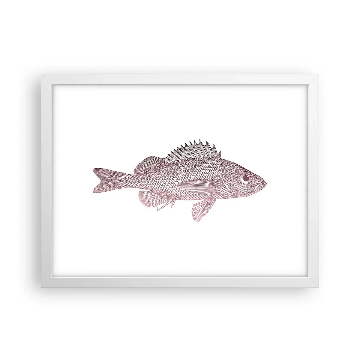 Affiche dans un cadre blanc - Poster - Poisson aux grands yeux - 40x30 cm