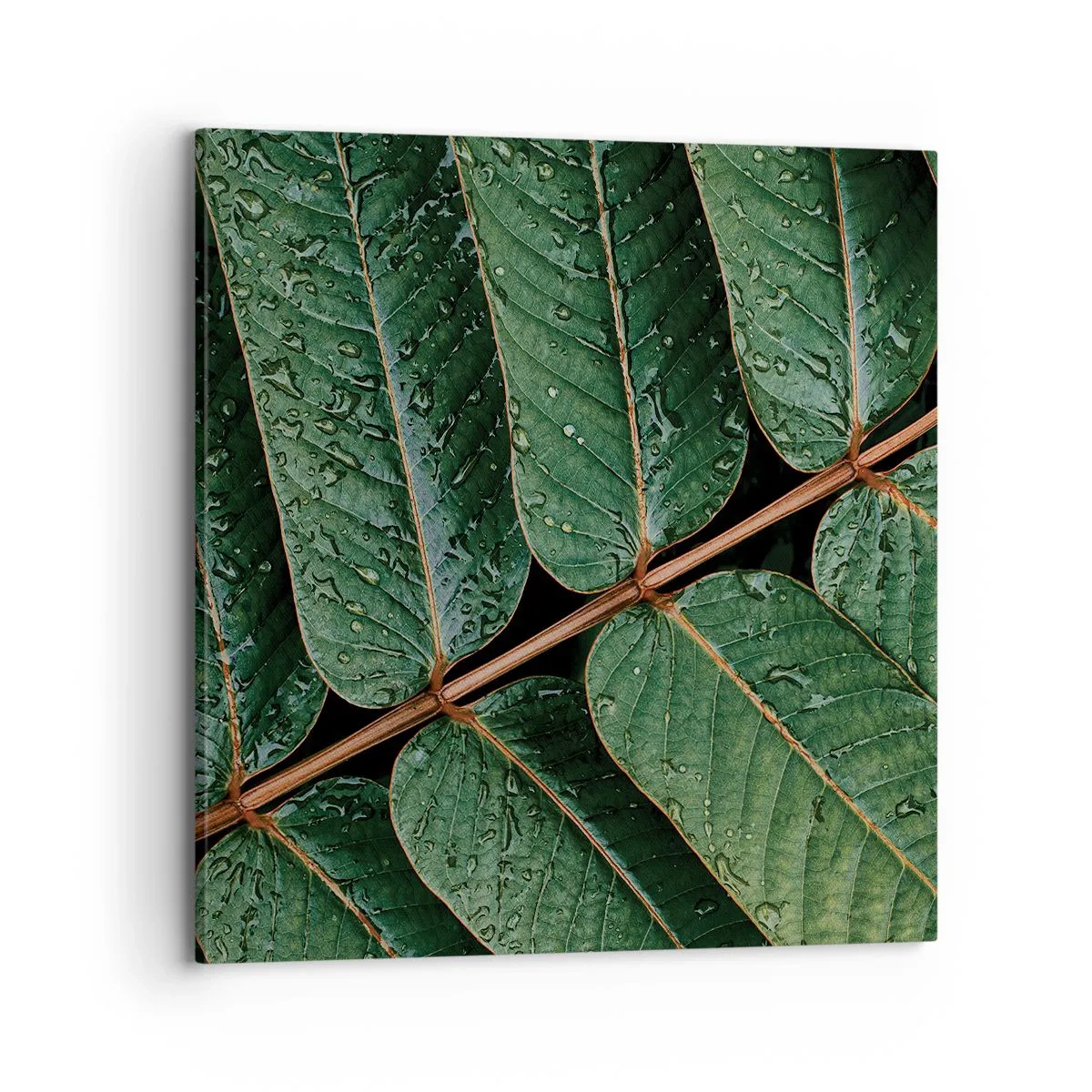 Impression sur toile - Image sur toile - Au rythme de la verdure - 70x70 cm