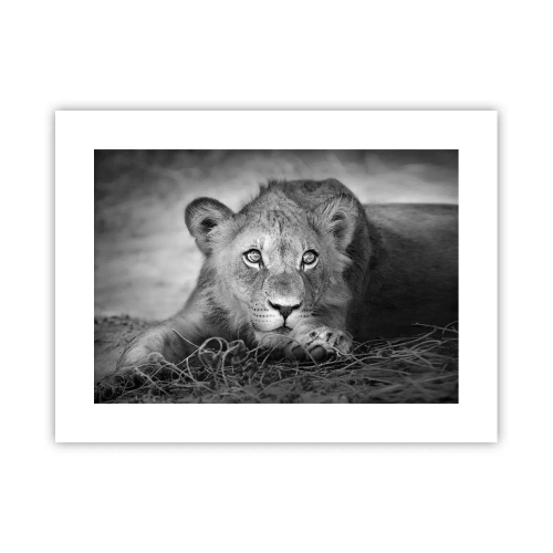 Affiche - Poster - Chiot royal - 40x30 cm