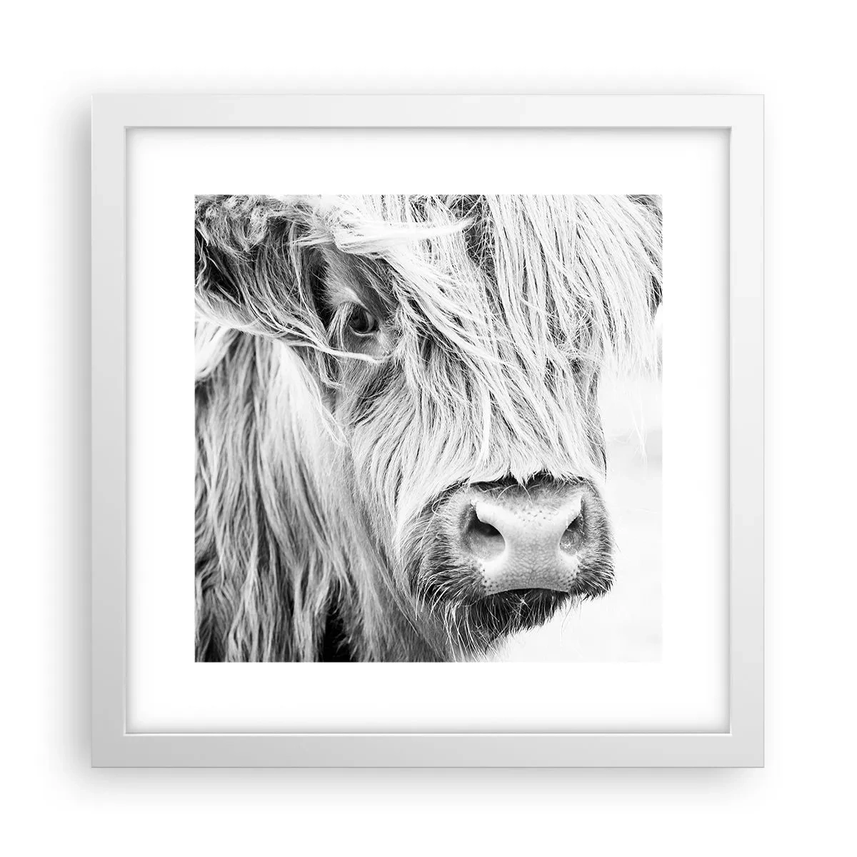 Affiche dans un cadre blanc - Poster - Sauvagerie écossaise - 30x30 cm