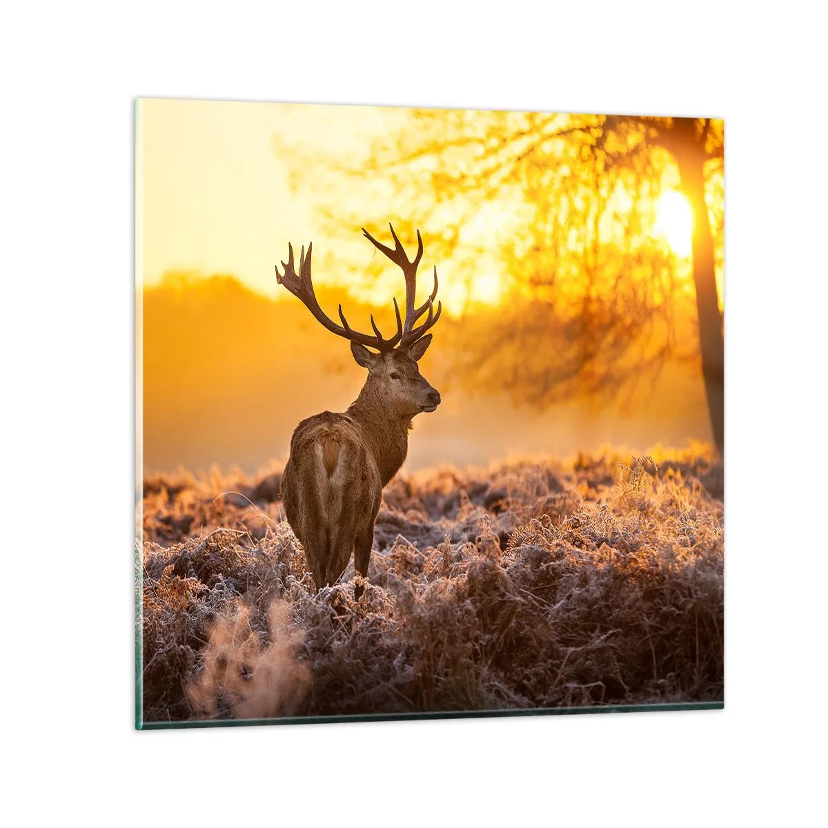 Impression sur verre - Image sur verre - Roi de la forêt automnal - 50x50 cm