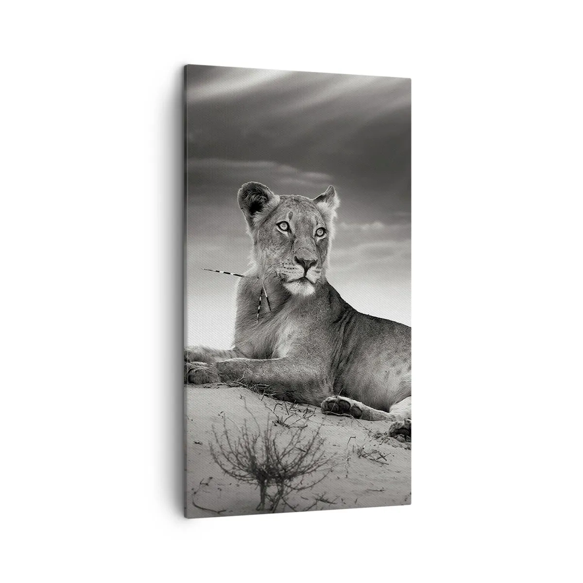 Impression sur toile - Image sur toile - La reine du désert reste - 45x80 cm