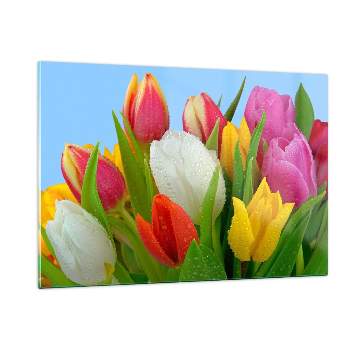 Impression sur verre - Image sur verre - Tulipes colorées couvertes de gouttes de rosée sur un fond bleu - 120x80cm - Un arc-en-ciel fleuri en gouttes de rosée - Décoration murale moderne pour le salon et la chambre ARTTOR