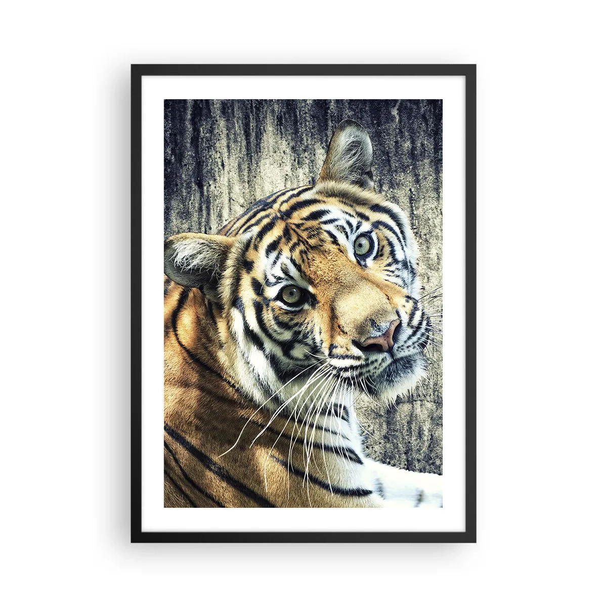 Affiche dans un cadre noir - Poster - Gros plan d'un tigre contre un mur naturel - 50x70cm - Portrait dans les flots de lumière - Décoration murale moderne pour le salon et la chambre ARTTOR