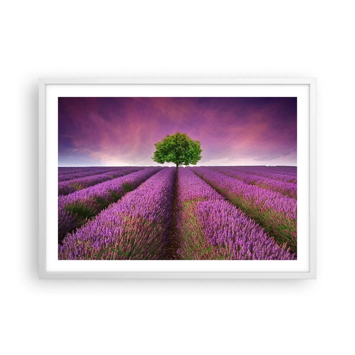 Affiche dans un cadre blanc - Poster - Dans un champs de lavande - 70x50 cm
