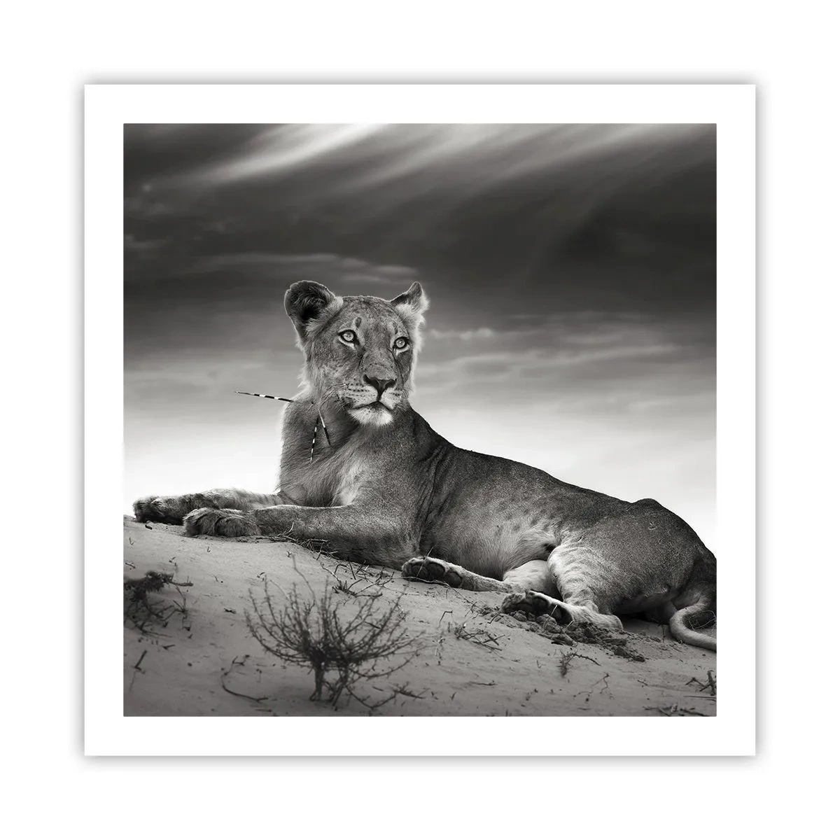 Affiche - Poster - La reine du désert reste - 60x60 cm