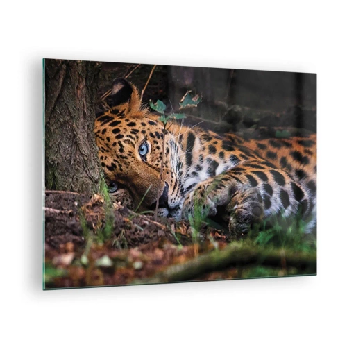 Impression sur verre - Image sur verre - Un jaguar allongé sur le sol, regardant calmement la caméra. - 70x50cm - Fais-moi confiance - Décoration murale moderne pour le salon et la chambre ARTTOR