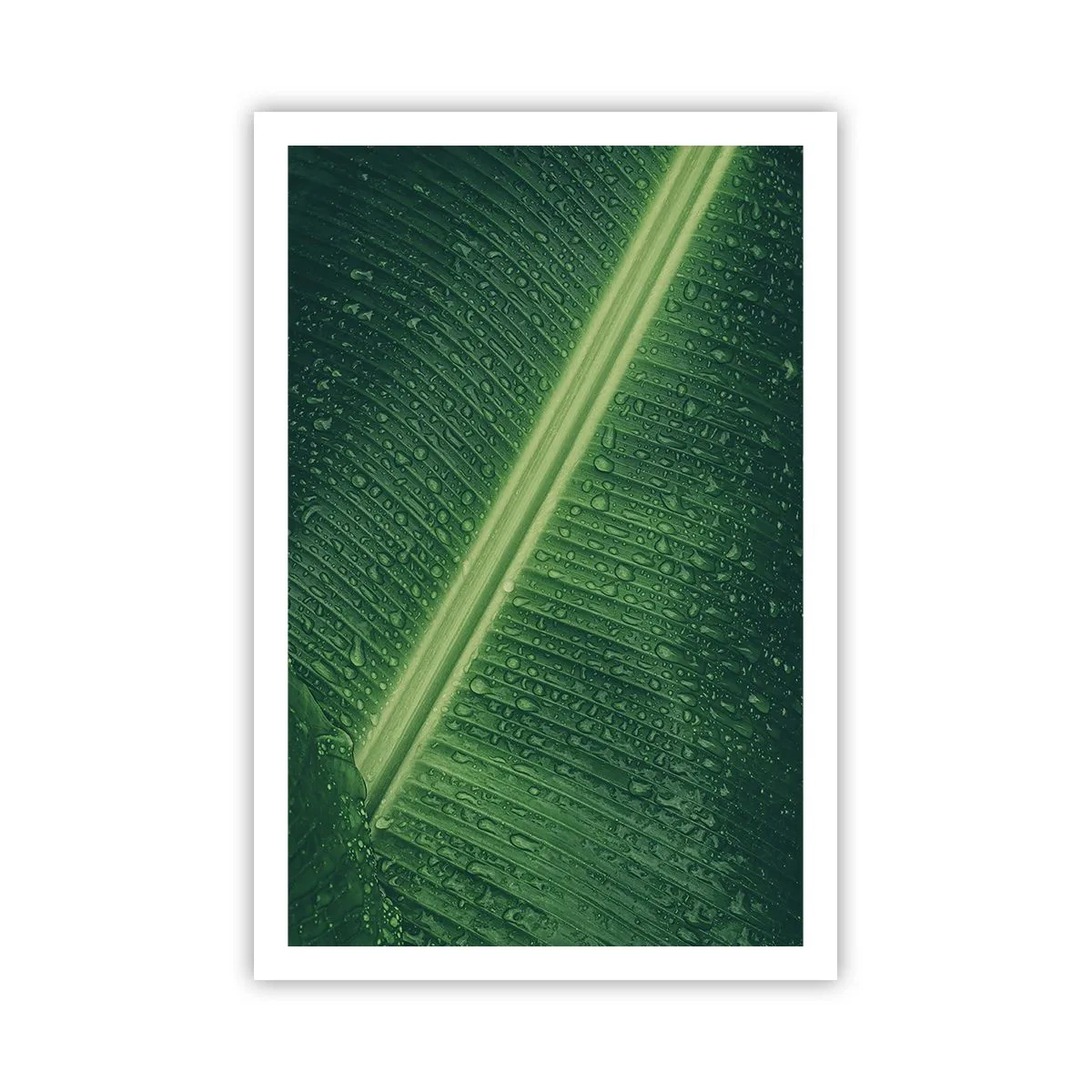 Affiche - Poster - Structure de vert - 61x91 cm
