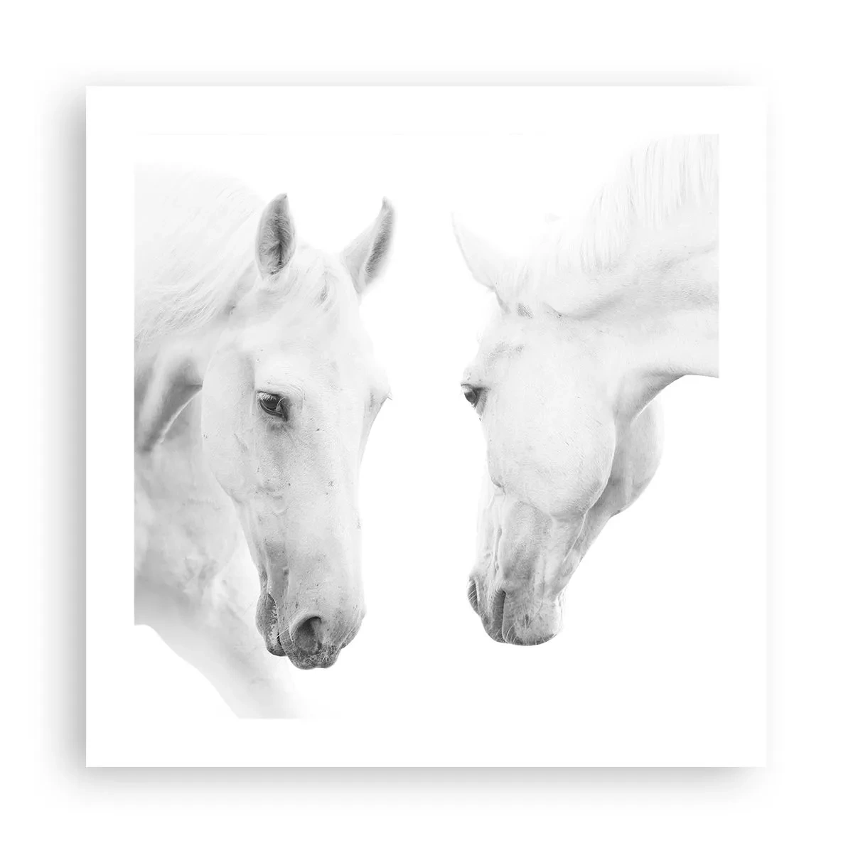 Affiche - Poster - Serait-ce de l’amitié? - 50x50 cm