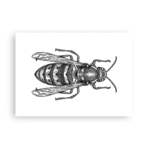 Affiche - Poster - D'une planète d'insectes - 70x50 cm