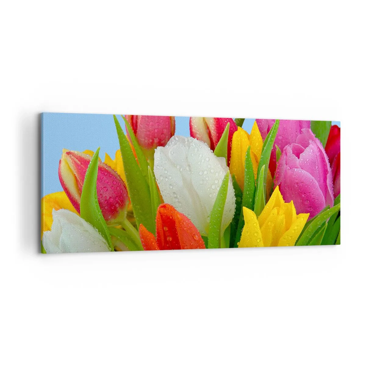 Impression sur toile - Image sur toile - Tulipes colorées couvertes de gouttes de rosée sur fond bleu - 120x50cm - Un arc-en-ciel fleuri en gouttes de rosée - Décoration murale moderne pour le salon et la chambre ARTTOR