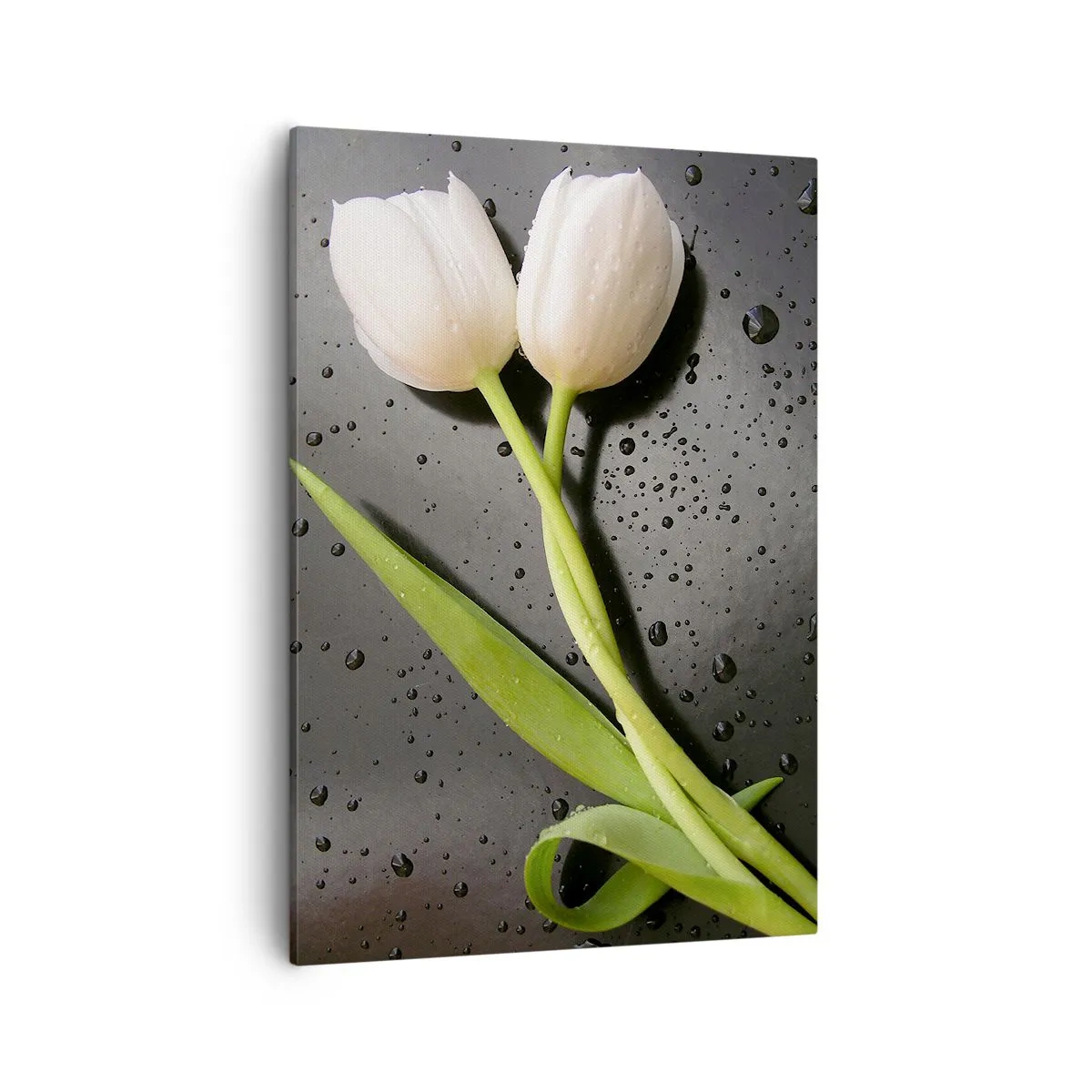 Impression sur toile - Image sur toile - Tulipes blanches sur fond noir avec des gouttes d'eau - 50x70cm - Tissage de printemps - Décoration murale moderne pour le salon et la chambre ARTTOR
