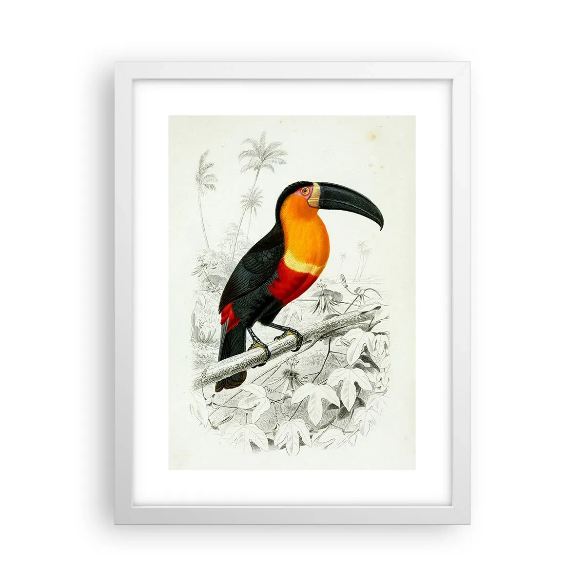 Affiche dans un cadre blanc - Poster - Couleurs des oiseaux - 30x40 cm